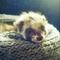 Many Ferrets